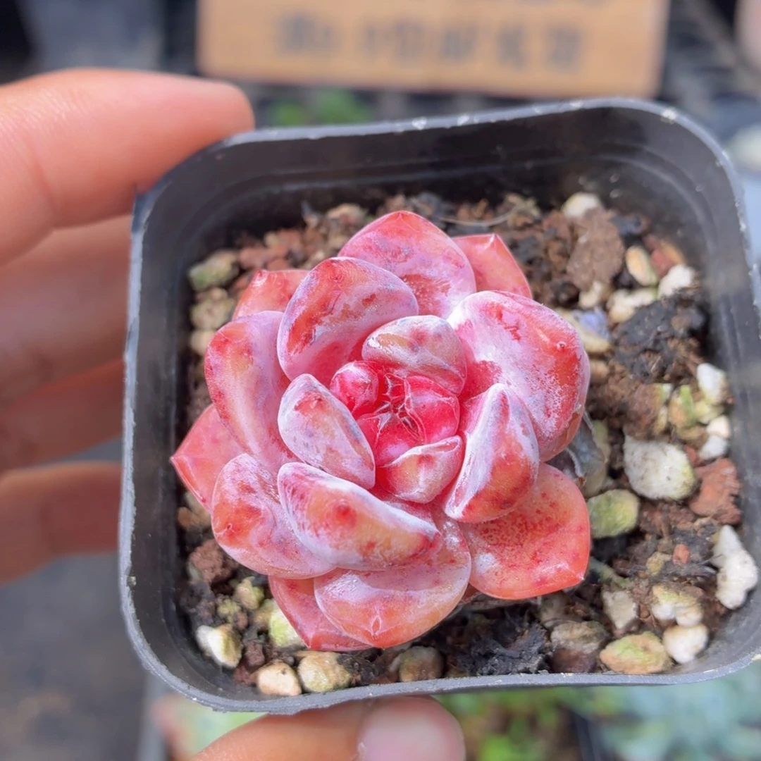 糖心多肉9.9包邮发货