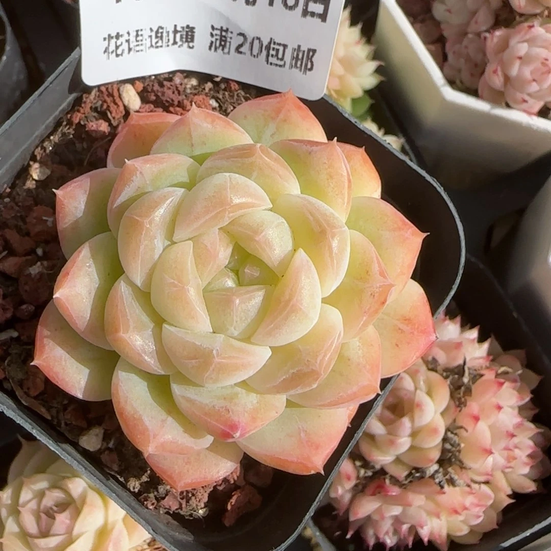 花语逸镜0118-196