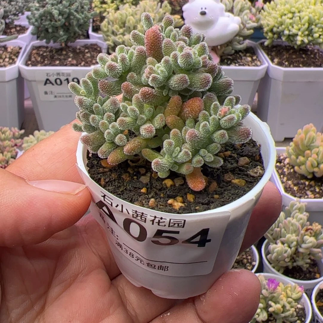 多肉植物枝干紫冰晶
