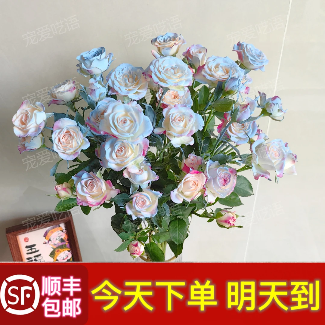 次日达20-28朵花（5枝）碎冰蓝多头玫瑰折射鲜花顺丰包邮今天买明天到