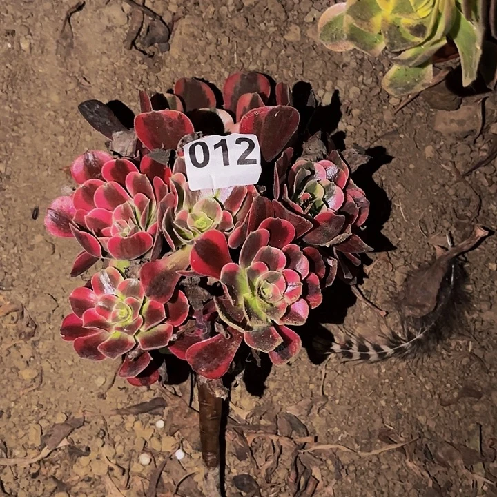 012凤冠多肉植物不售后