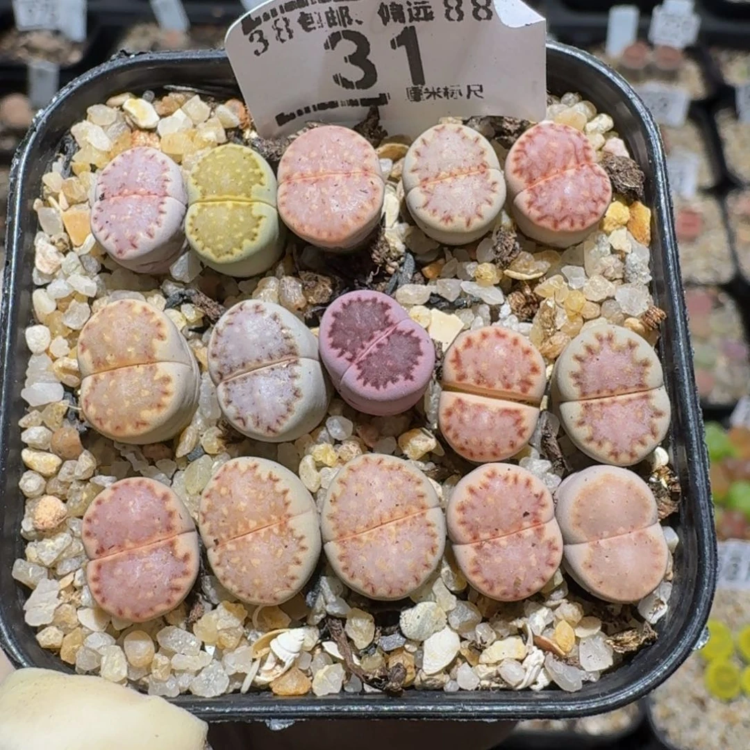 zzzzzz生石花肉锥31
