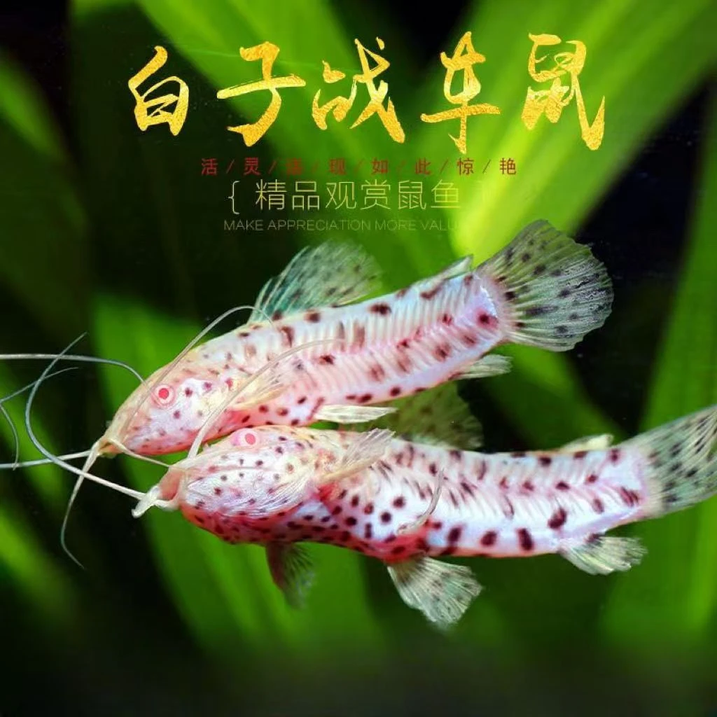 小型热带观赏鱼 清缸鱼 白子战车鼠好养易活草缸混养淡水鱼