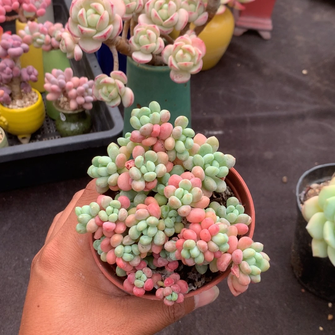 清光绪二十四十二女孩子为