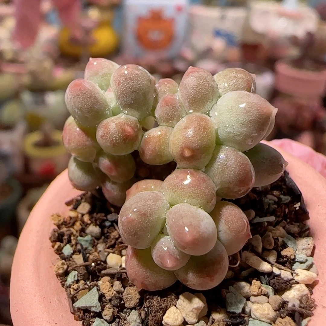 迷你彩虹奶 盆口2cm