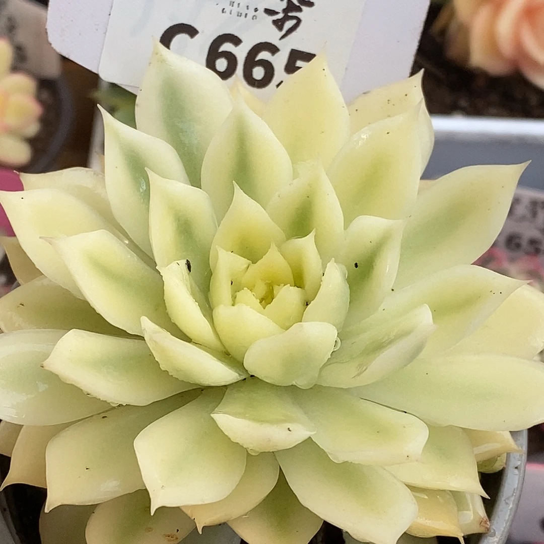 665海蓝哈哈哈哈哈