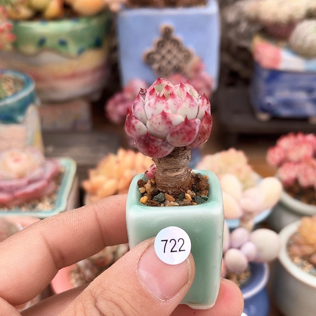 ?*722 含盆含土发货 30包邮偏远除外