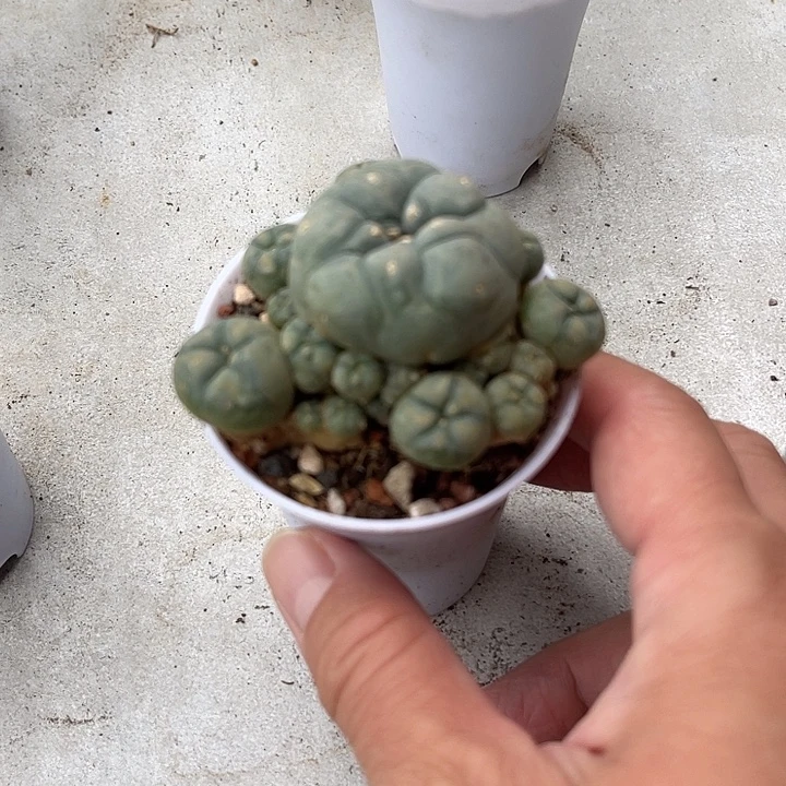 无花朵鱼群一物一拍