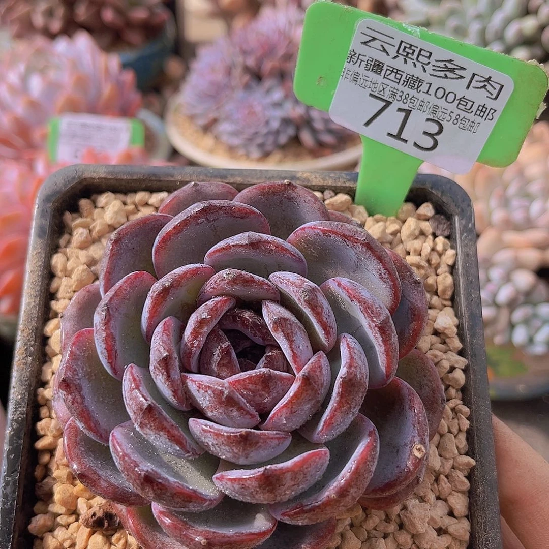 713黑橙多肉植物。