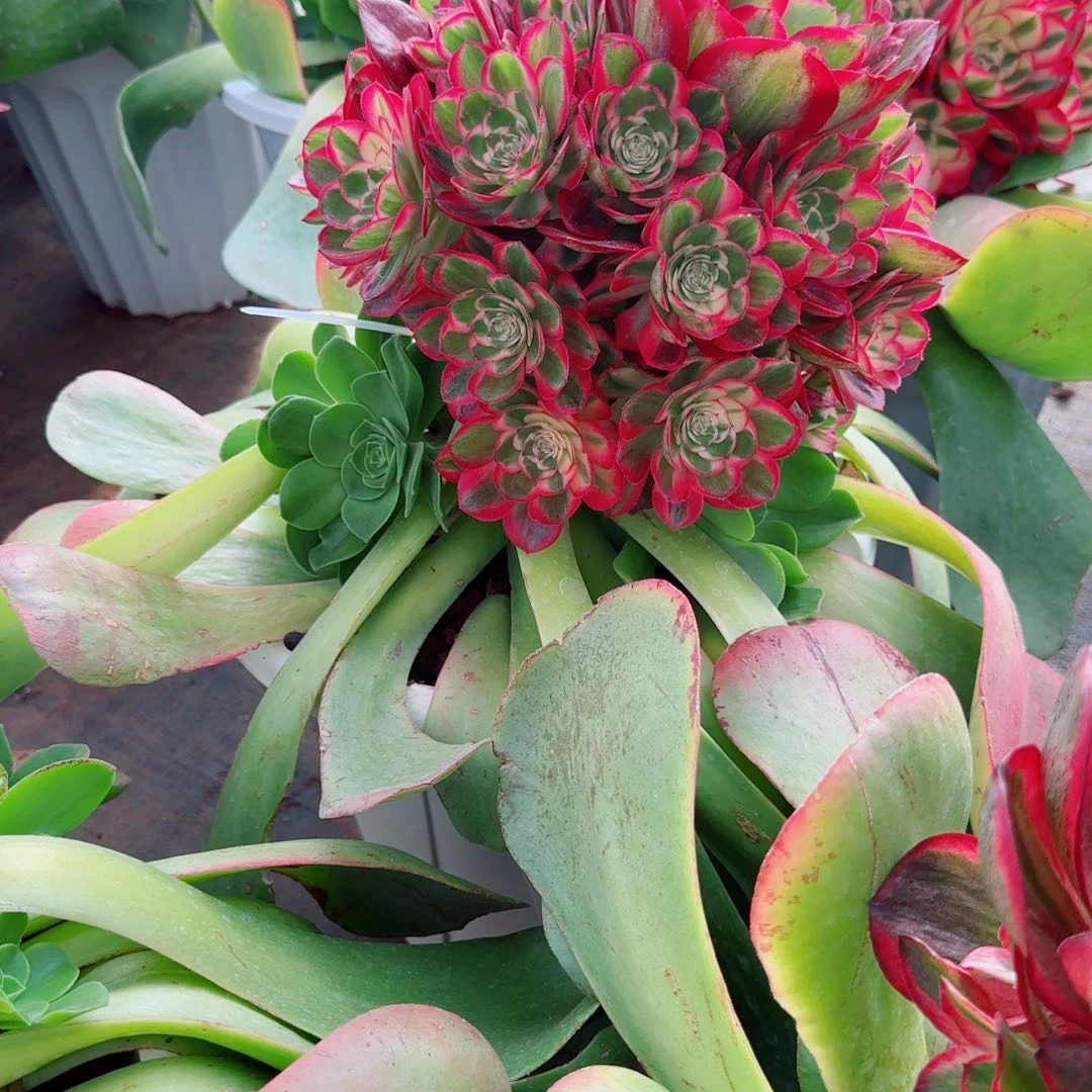 宝****使红蜻蜓十级半价福利预售秋天发货