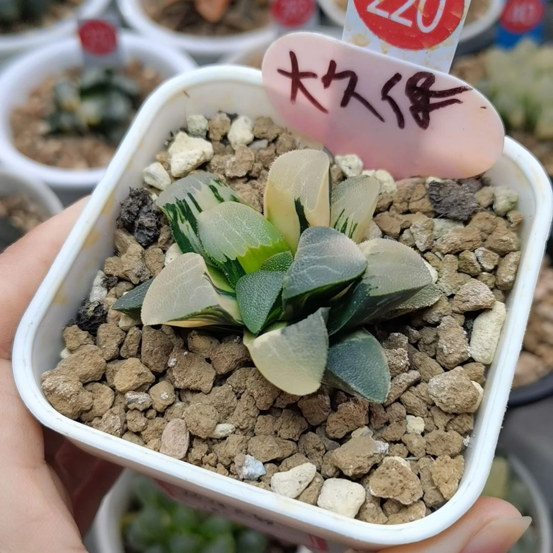 220号大久保克锦一物一拍带盆土发货