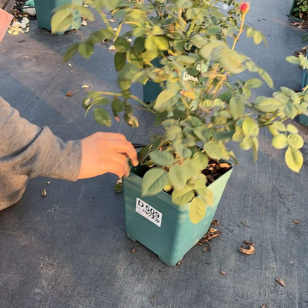 雀啾1.5加仑扦插月季