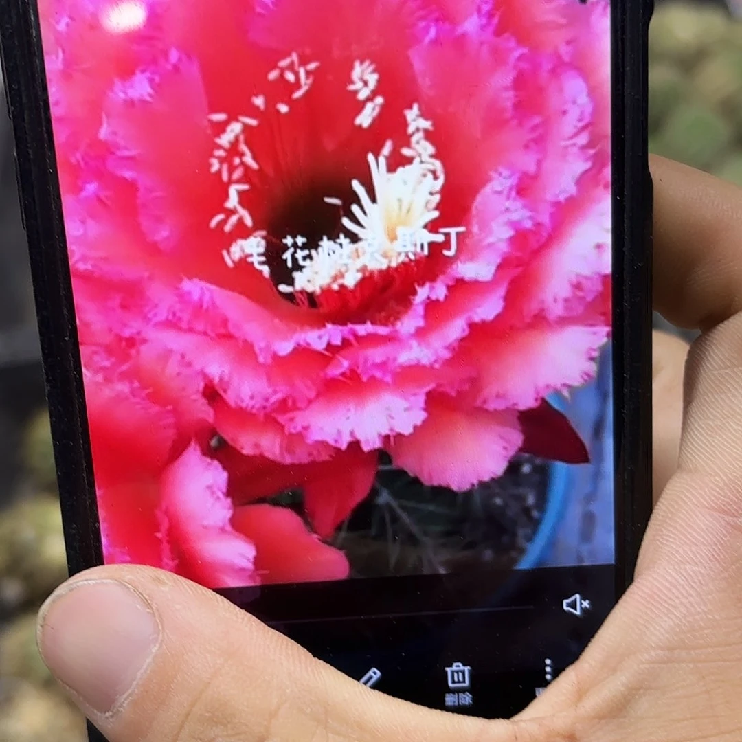 克斯丁毛侧牙20包邮46