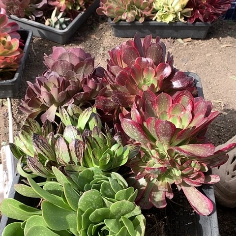 880五棵多肉植物