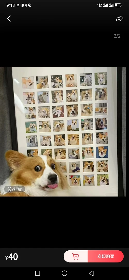 狗狗相册，专属链接