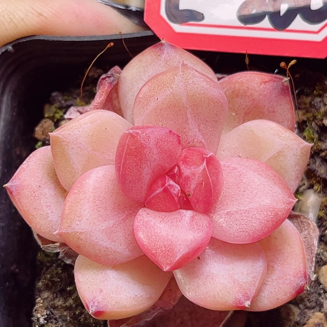 E860一物一拍 翘嘴