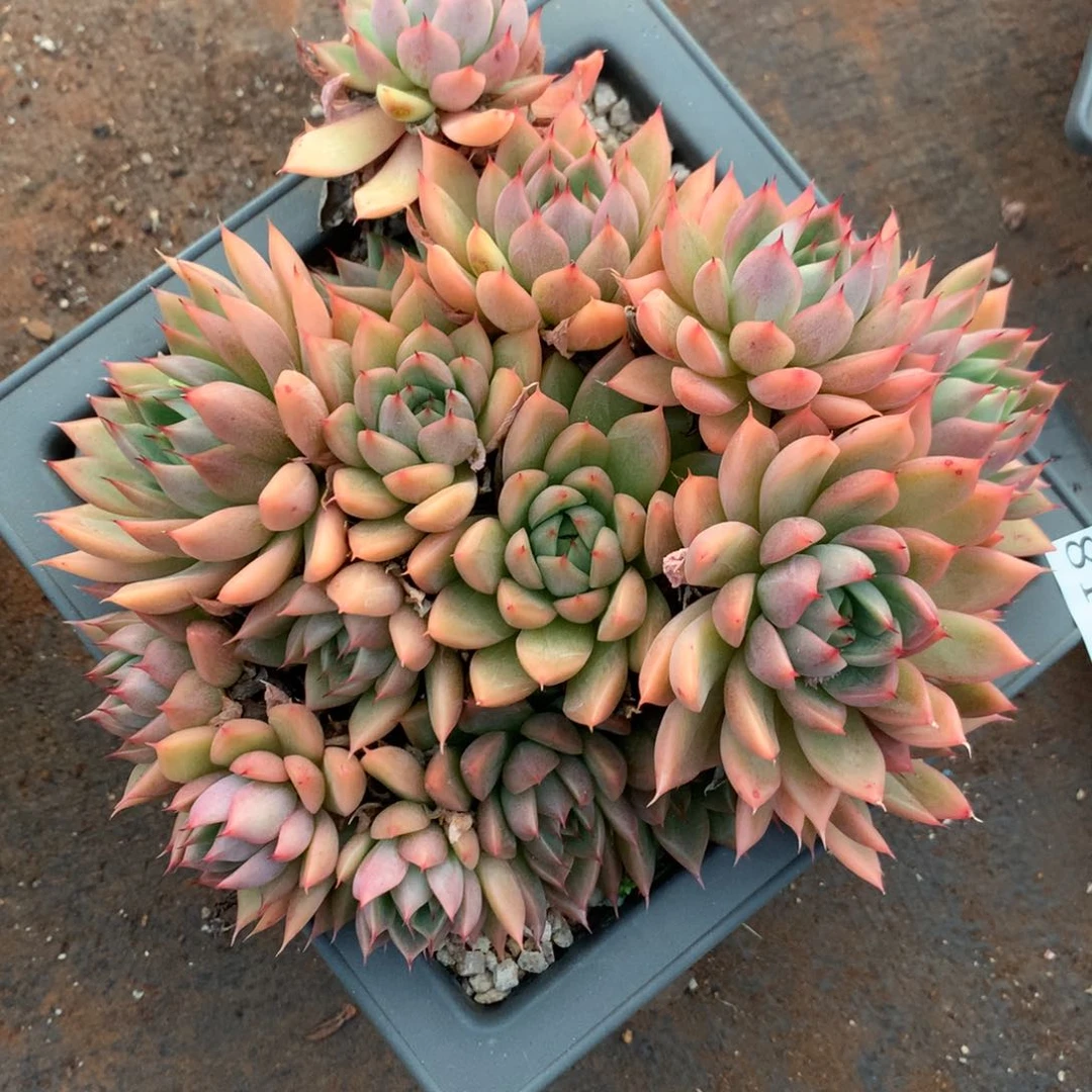 8164杂交多肉植物