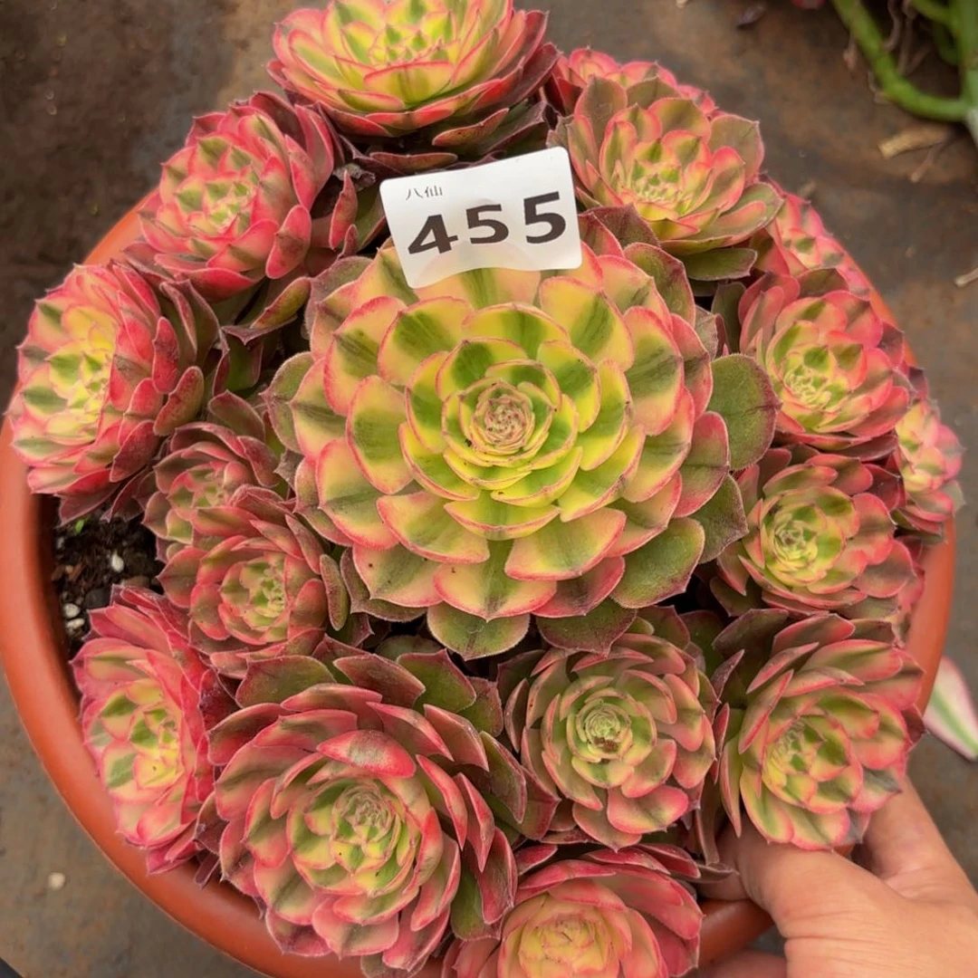 455多肉植物荔枝