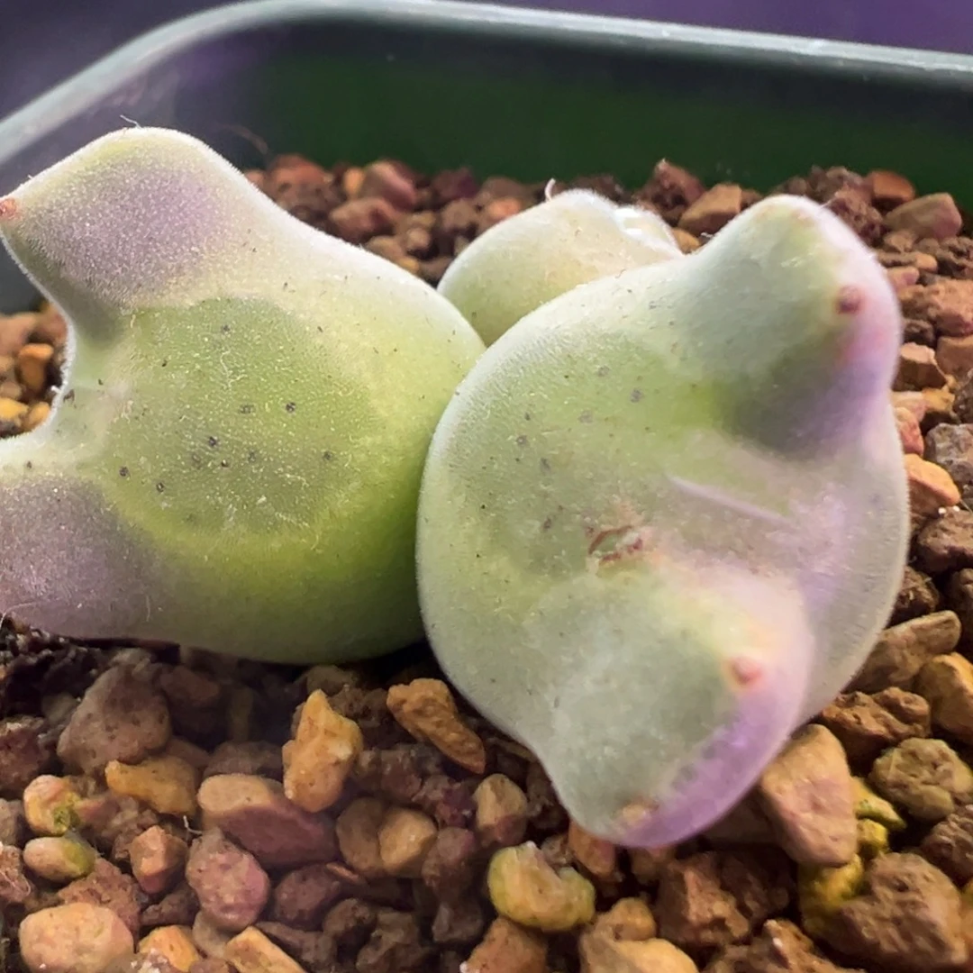 大空蝉  肉锥植物