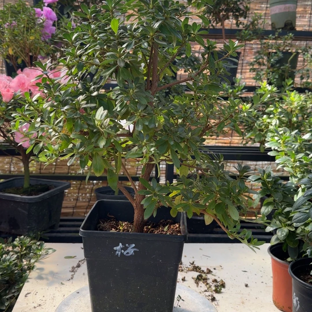 M***H完全开放鹃之舞杜鹃