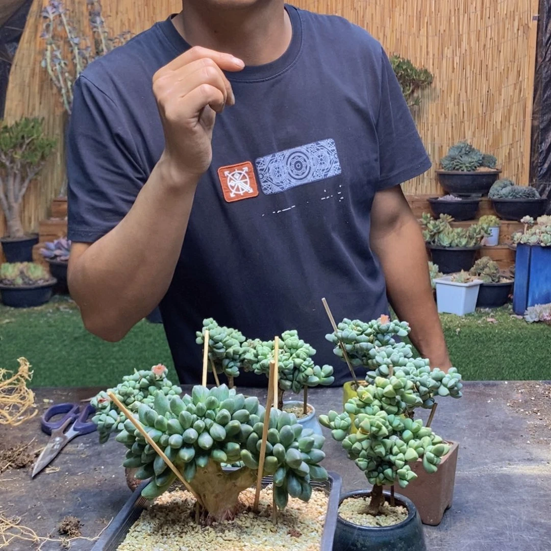 晨*136号千代田多肉