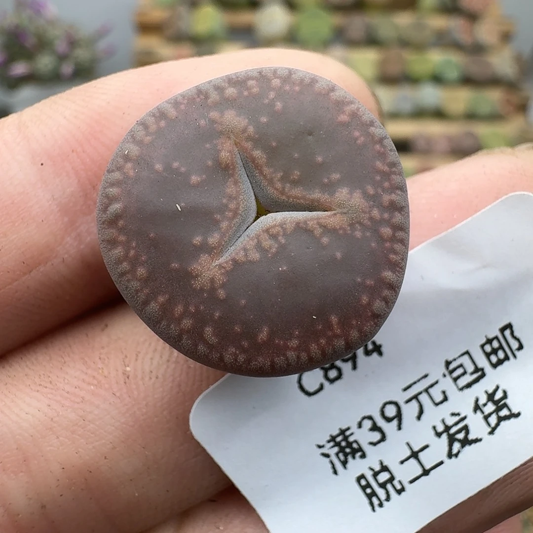 894ko奔驰哈哈哈哈哈哈
