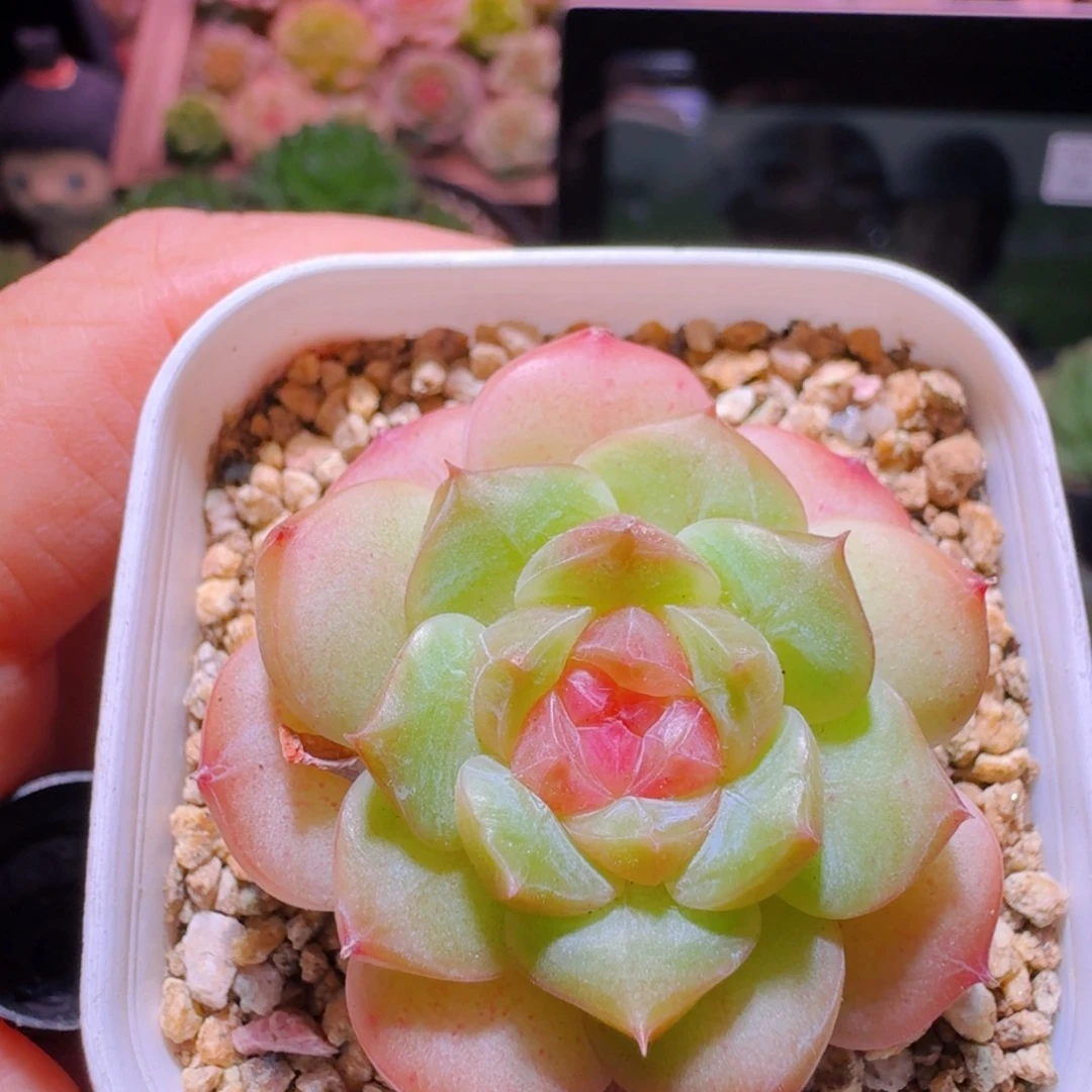 45糖心单头哈哈哈哈