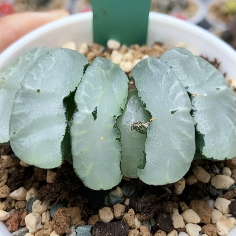 【闪购商品】旷月20