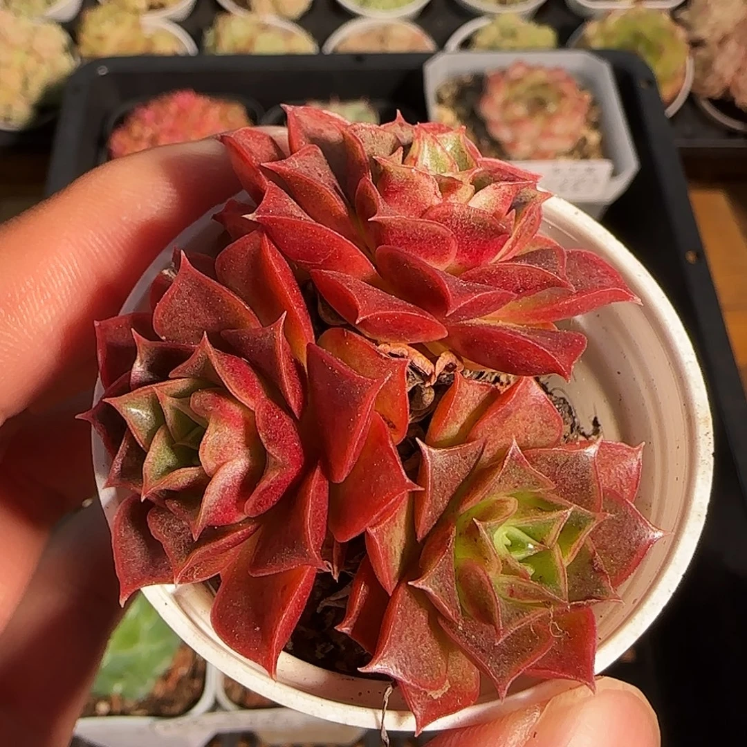 1120-------108福利
