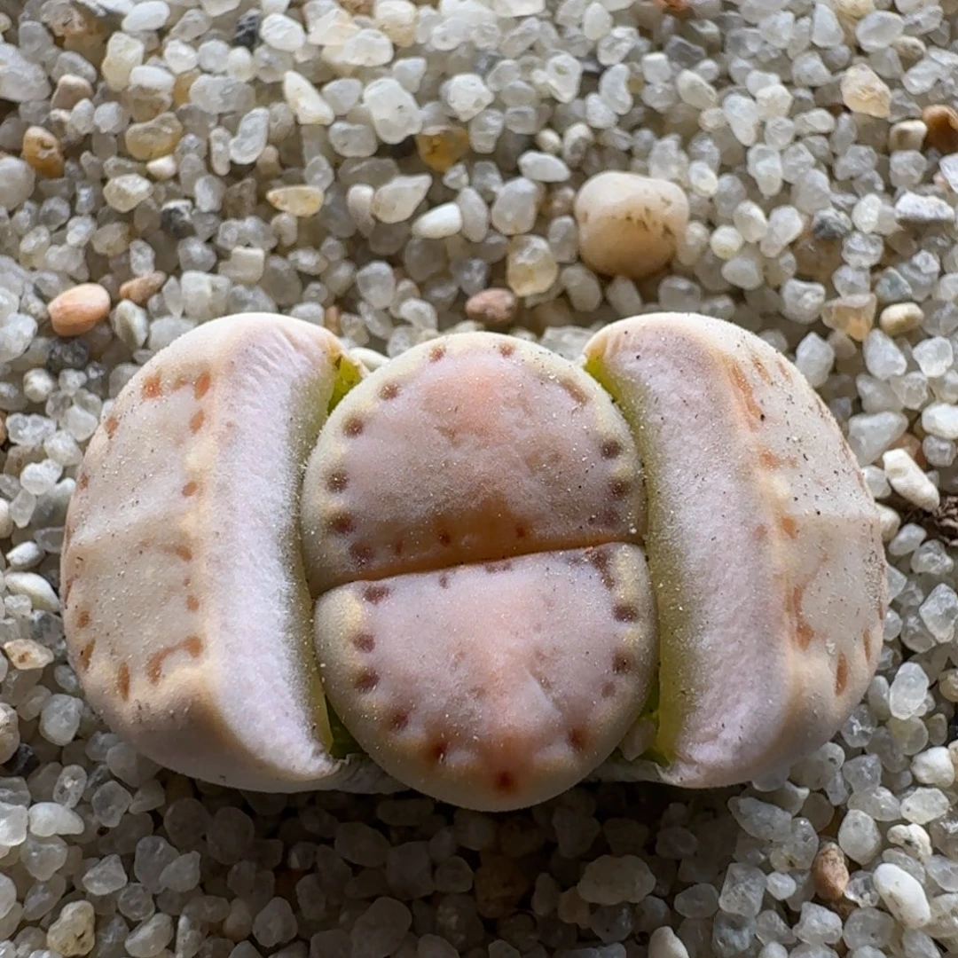 1216-032饼干编号k