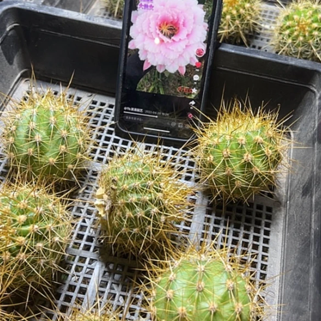 【闪购商品】大仙女