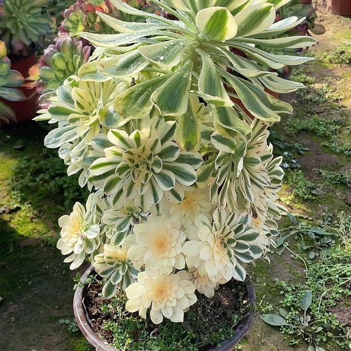 用****4539 多肉法师多肉法师