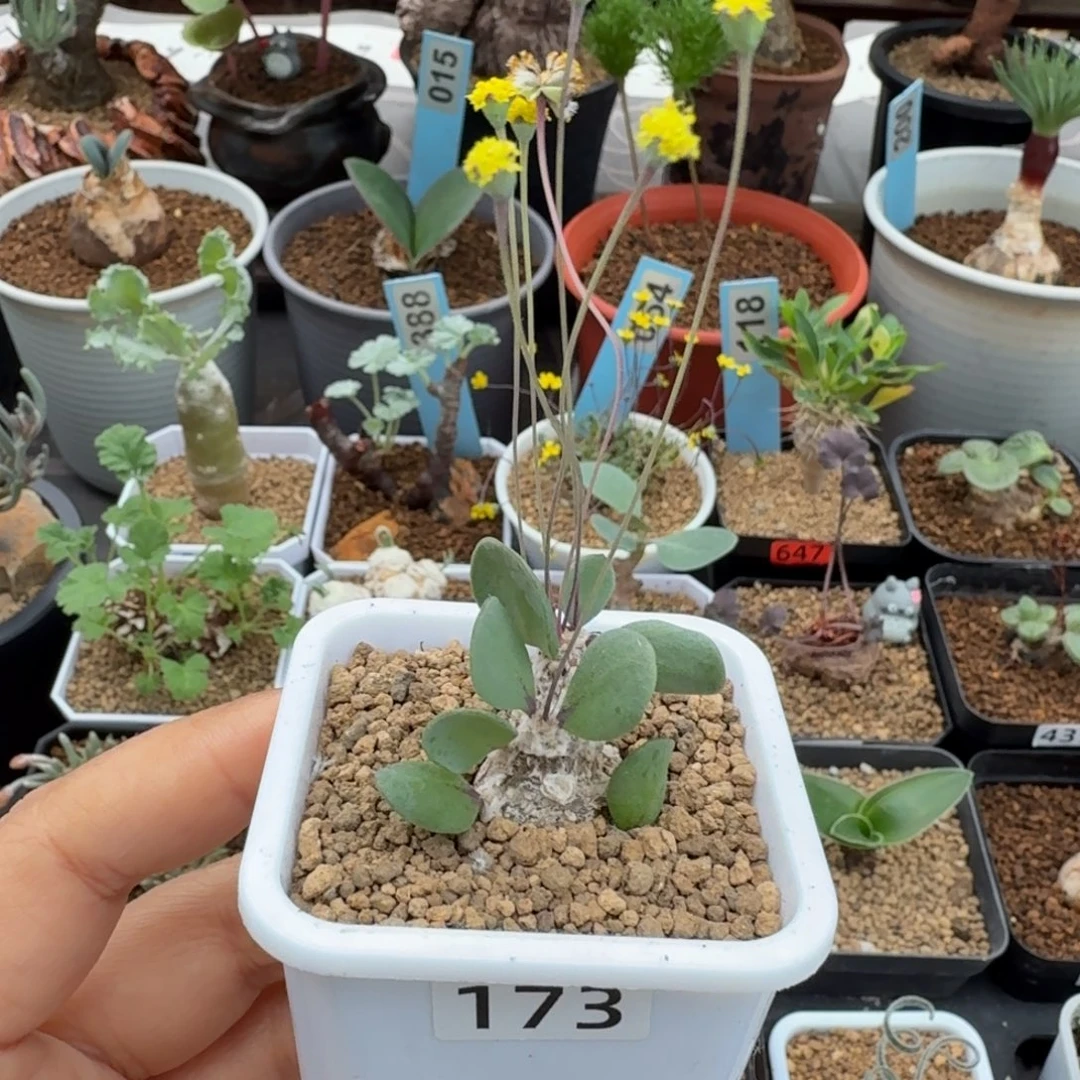 恩特美173 仙人仙人