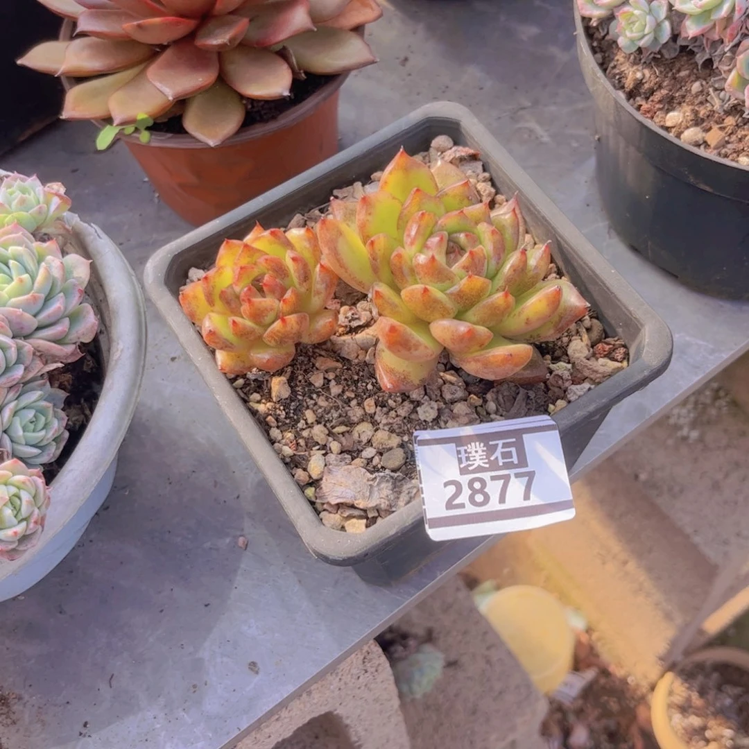 水晶多肉植物2877