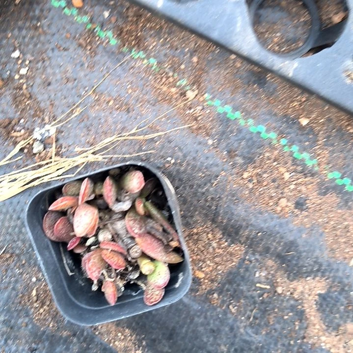 雨*满6元包邮，赤兔老苗方盆无售后