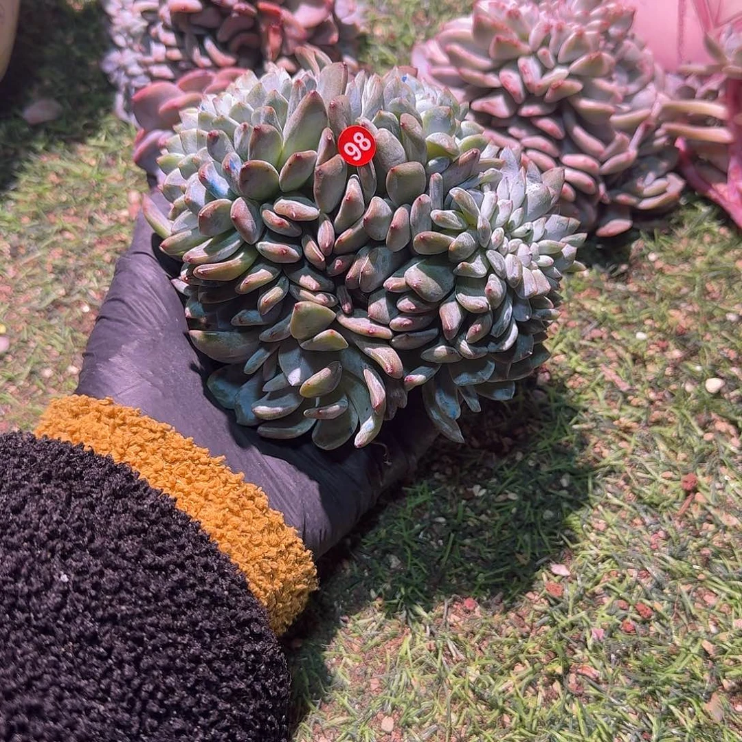 星新缀化星影缀化