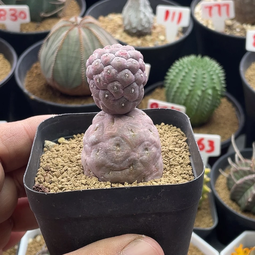 巨型无刺习志野 带盆土发货