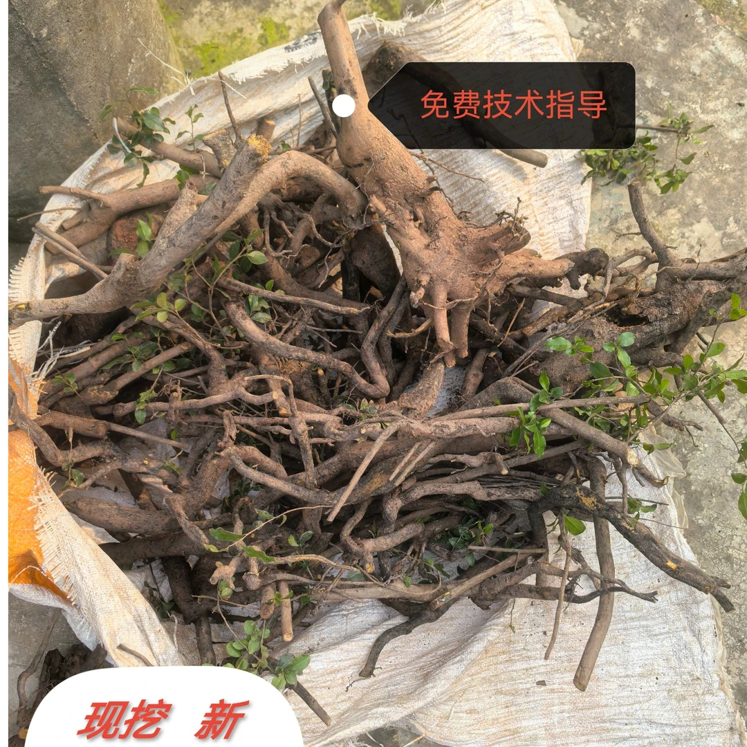 金弹子灌木乔木生桩素材练手桩（按实际购买商品发货）