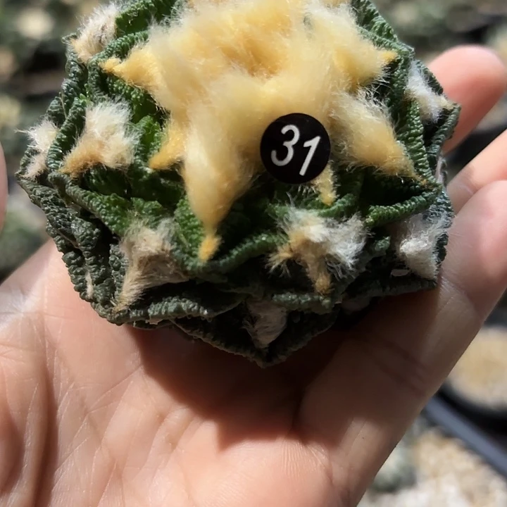 袖蒲苗接落地仙人球31