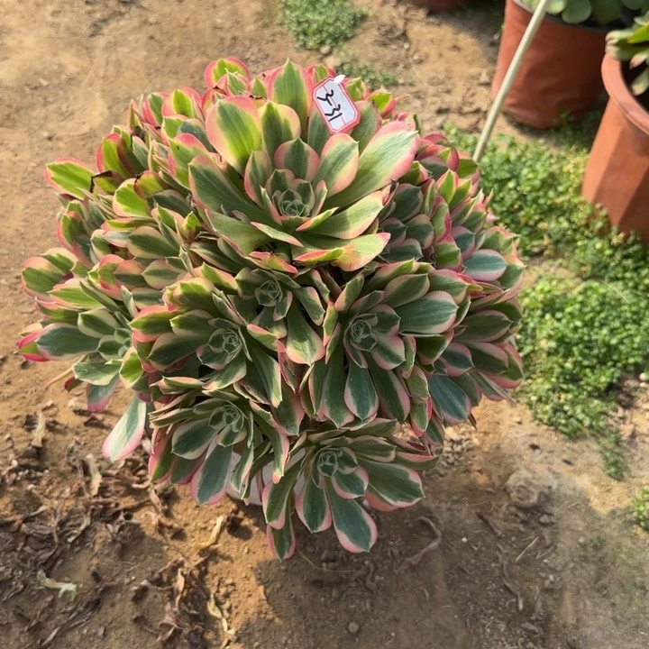 3-31女妖多肉植物