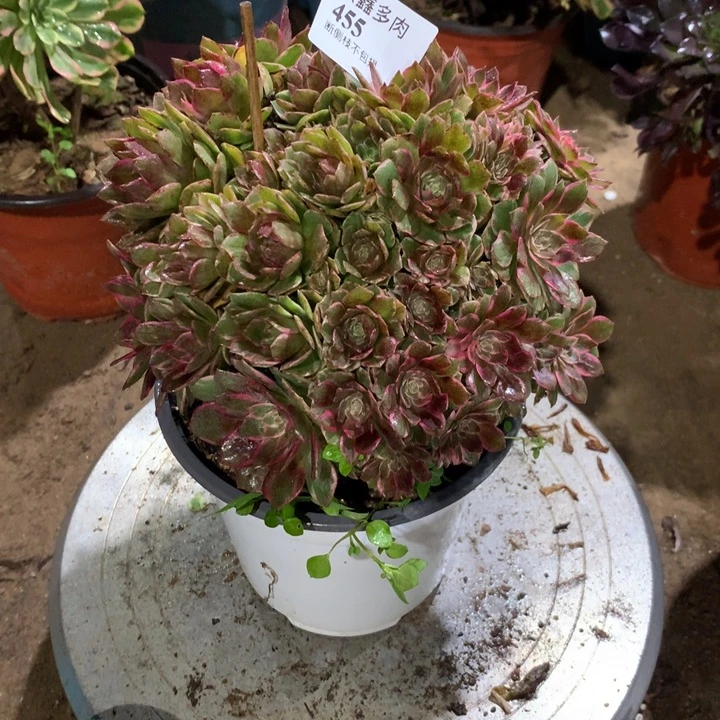 455万花桶多肉植物特价