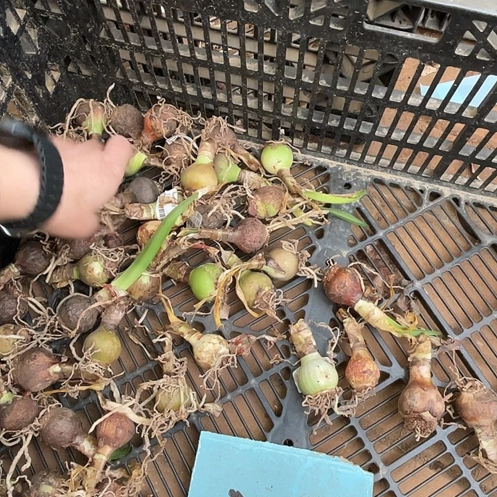 直播间精灵3左右一颗