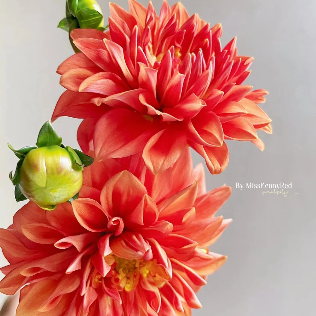 【橙色石头】进口大丽花种球花卉送肥料