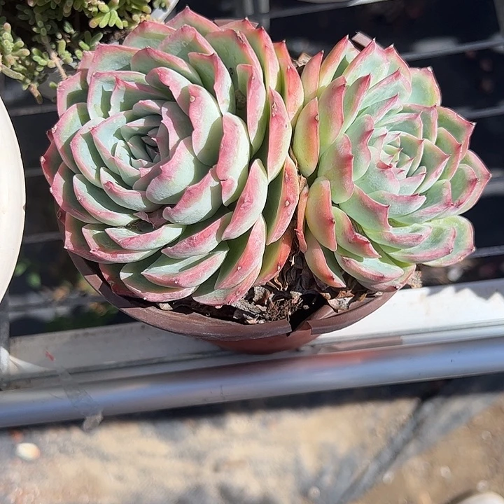 双头侧影多肉植物精品