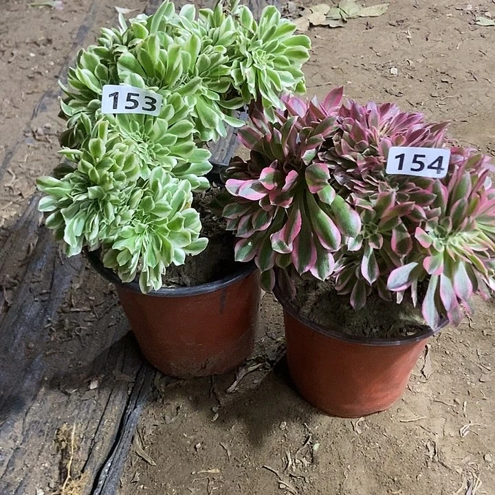 153   154迈巴赫 分女巫老庄