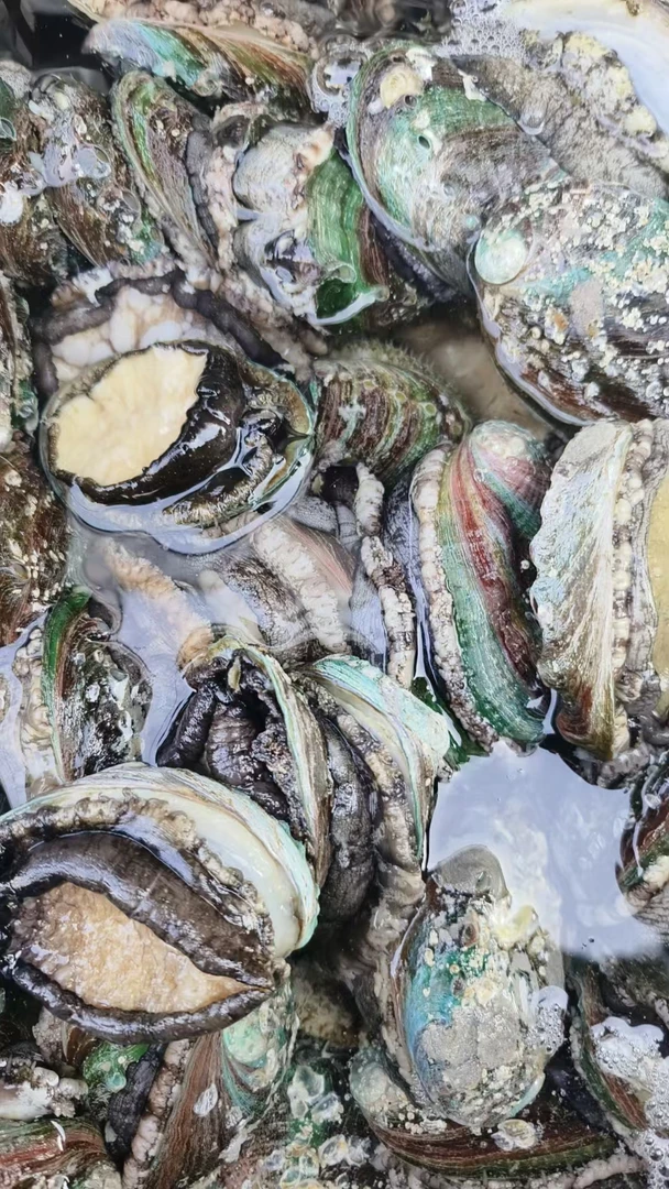 8头鲍鱼10元一个