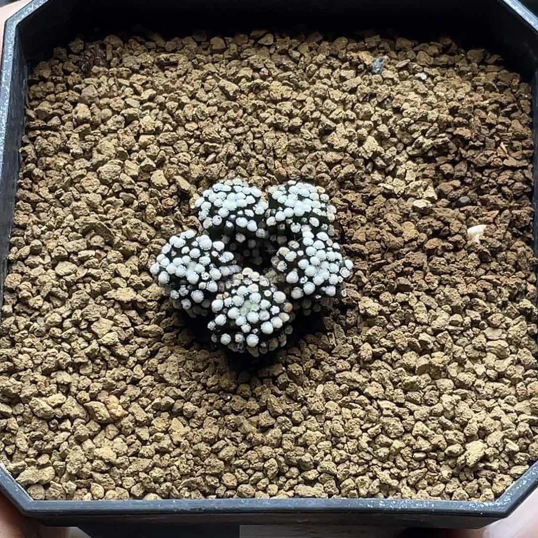 巍***~粉丝专拍仙人球多肉