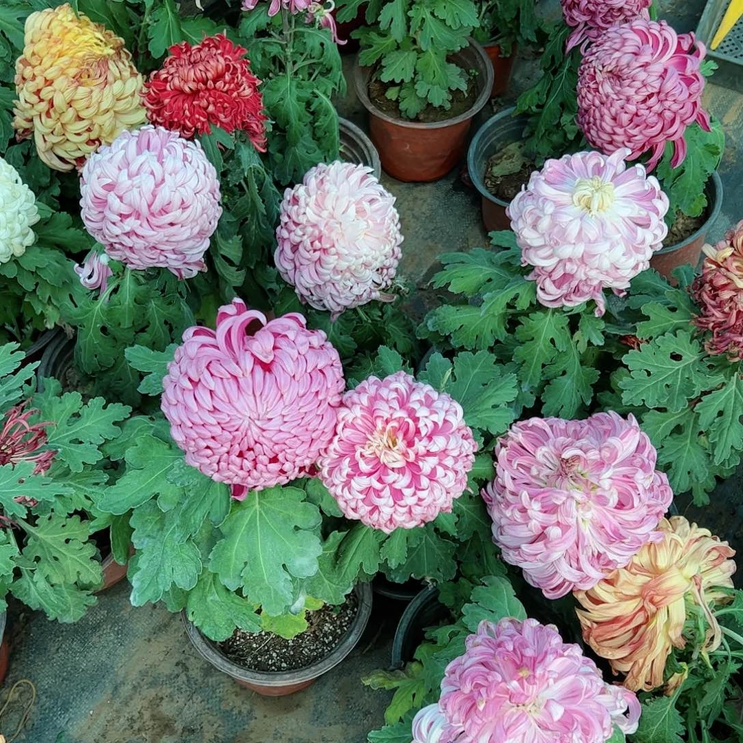 完全开放国华独本粉球随机不售后