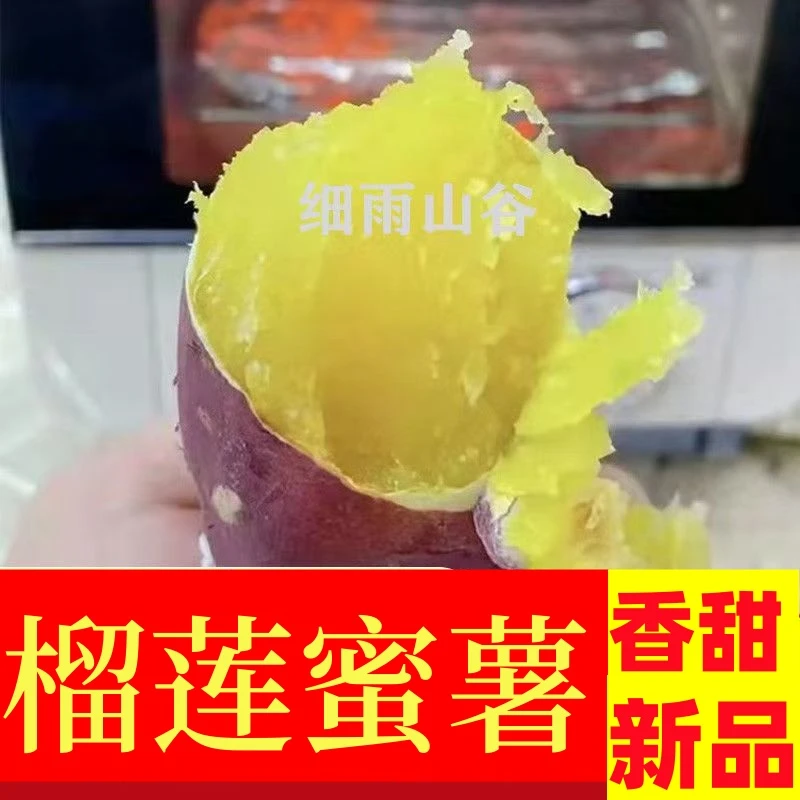 红瑶蜜薯红薯芋番薯软糯蜜甜红薯紫皮黄心山芋香甜烤地瓜5斤