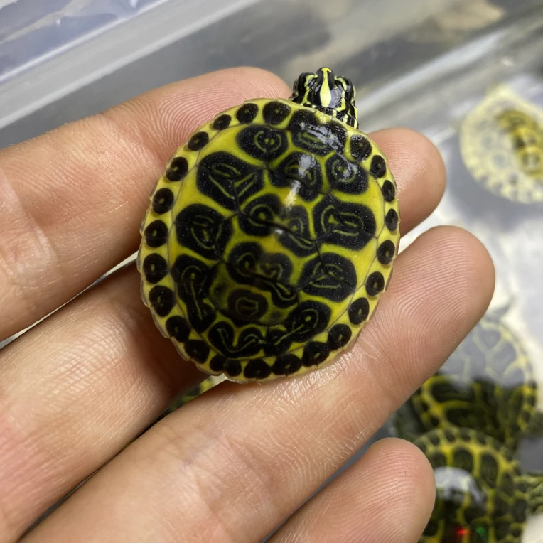 自繁深水火焰龟 干苗 直播间专拍